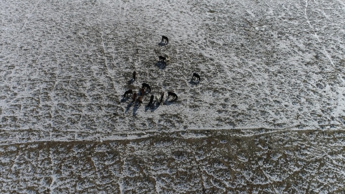 雪滩上的马