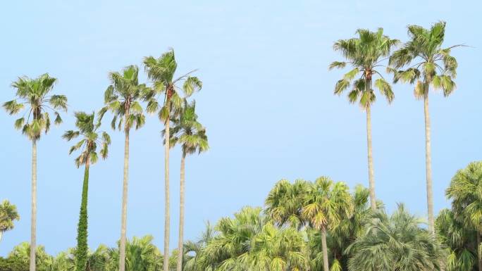 日本宫崎县宫崎市青岛海岸的棕榈树