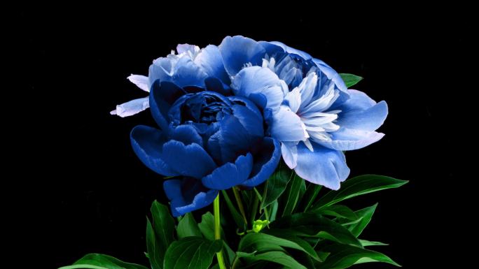 蓝色的牡丹花在黑色背景上绽放。