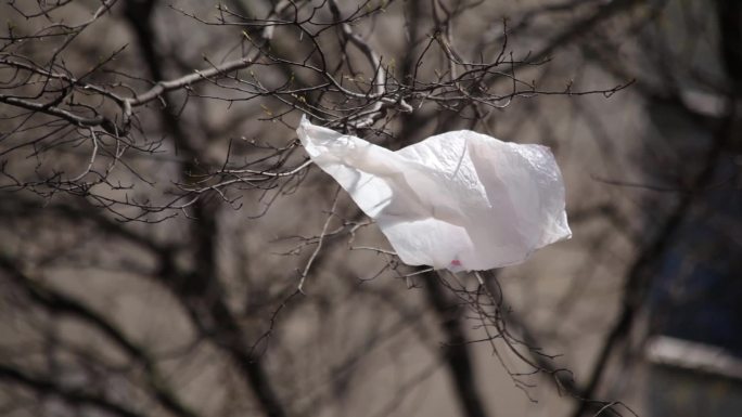 塑料袋在树上吹树枝废料微风