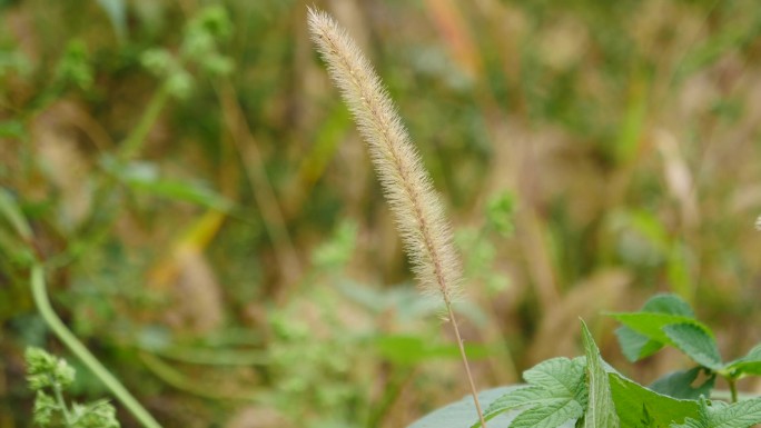 狗尾草