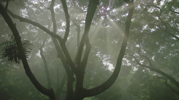 古树生态系统 原始森林 唯美震撼