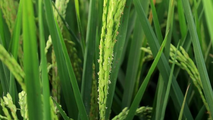 稻花稻花香水稻种植农田水稻