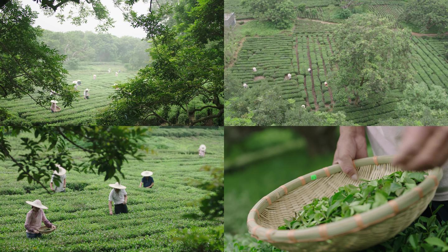 采茶 茶园 生态绿色 潮汕地方茶