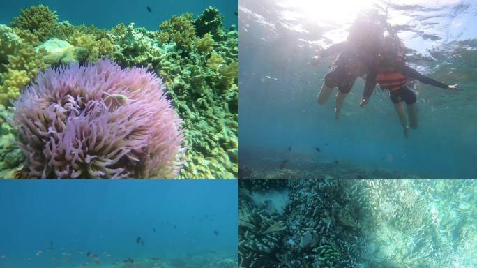 【风光】旅游拍摄海洋珊瑚世界