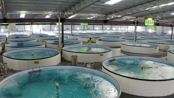 室内自动化养鱼  智能养殖场