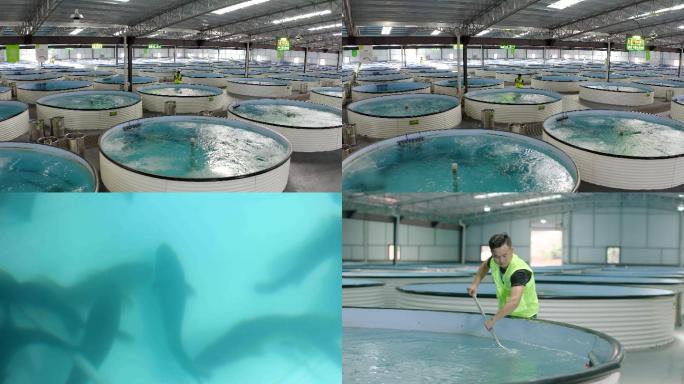 室内自动化养鱼 澳洲龙纹斑 智能农业