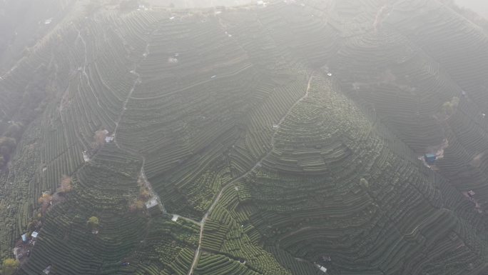 航拍晨雾里杭州西湖龙井茶园