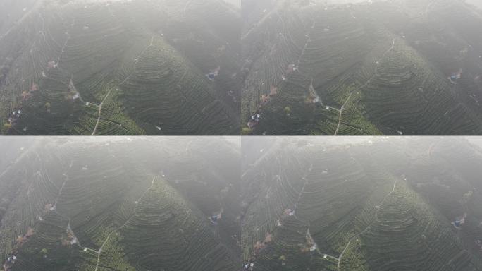 航拍晨雾里杭州西湖龙井茶园
