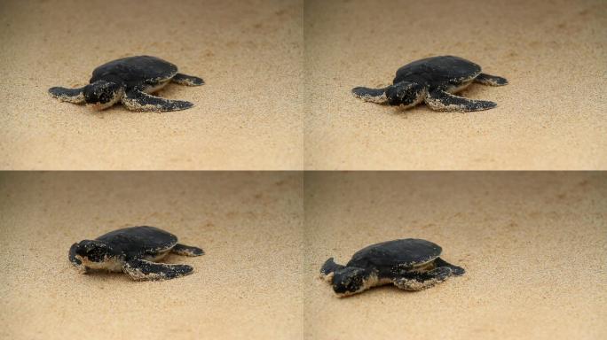 海龟幼仔走向大海小海龟