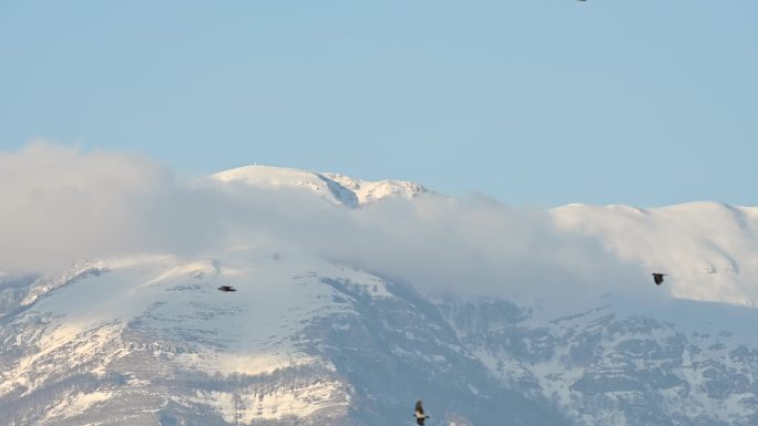 白雪皑皑的雪山雪峰飞鸟