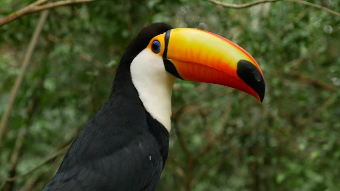 大自然中的巨嘴鸟鵎鵼Toucans南美洲