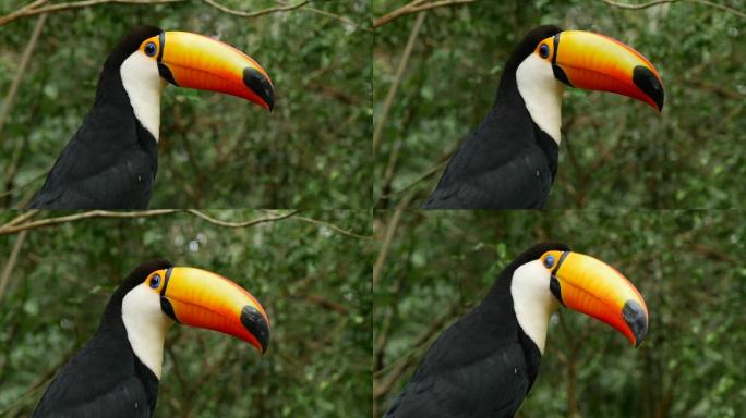 大自然中的巨嘴鸟鵎鵼Toucans南美洲