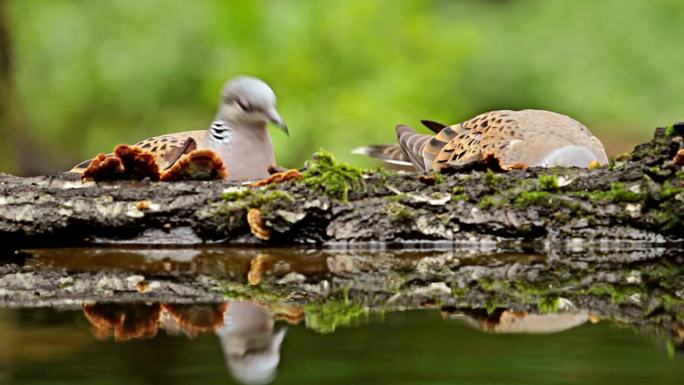 鸽子从森林池塘喝水