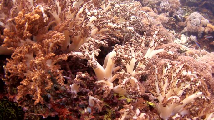 珊瑚和鱼珊瑚海海底生物一大片珊瑚