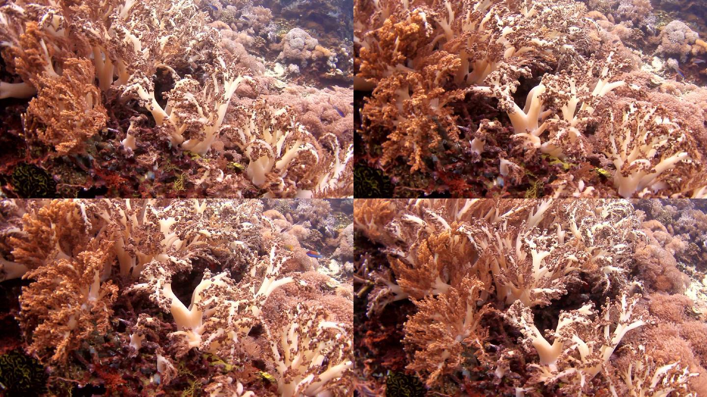 珊瑚和鱼珊瑚海海底生物一大片珊瑚