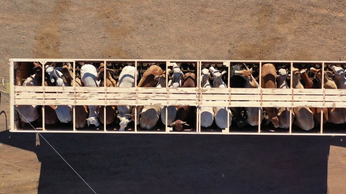 牛车养殖场运输装车装载运送牛肉