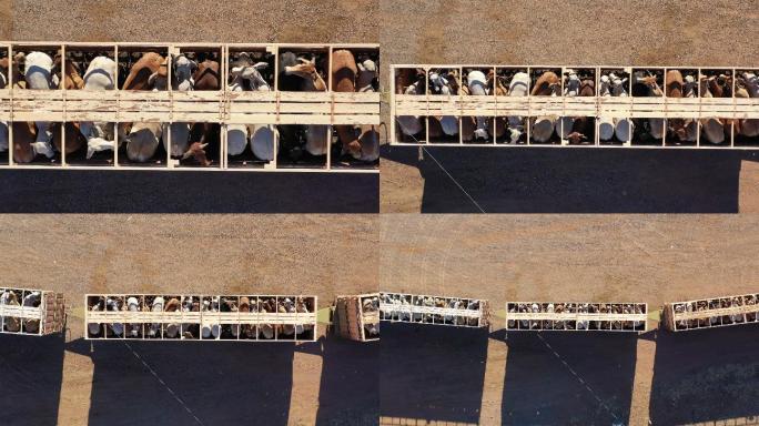 牛车养殖场运输装车装载运送牛肉