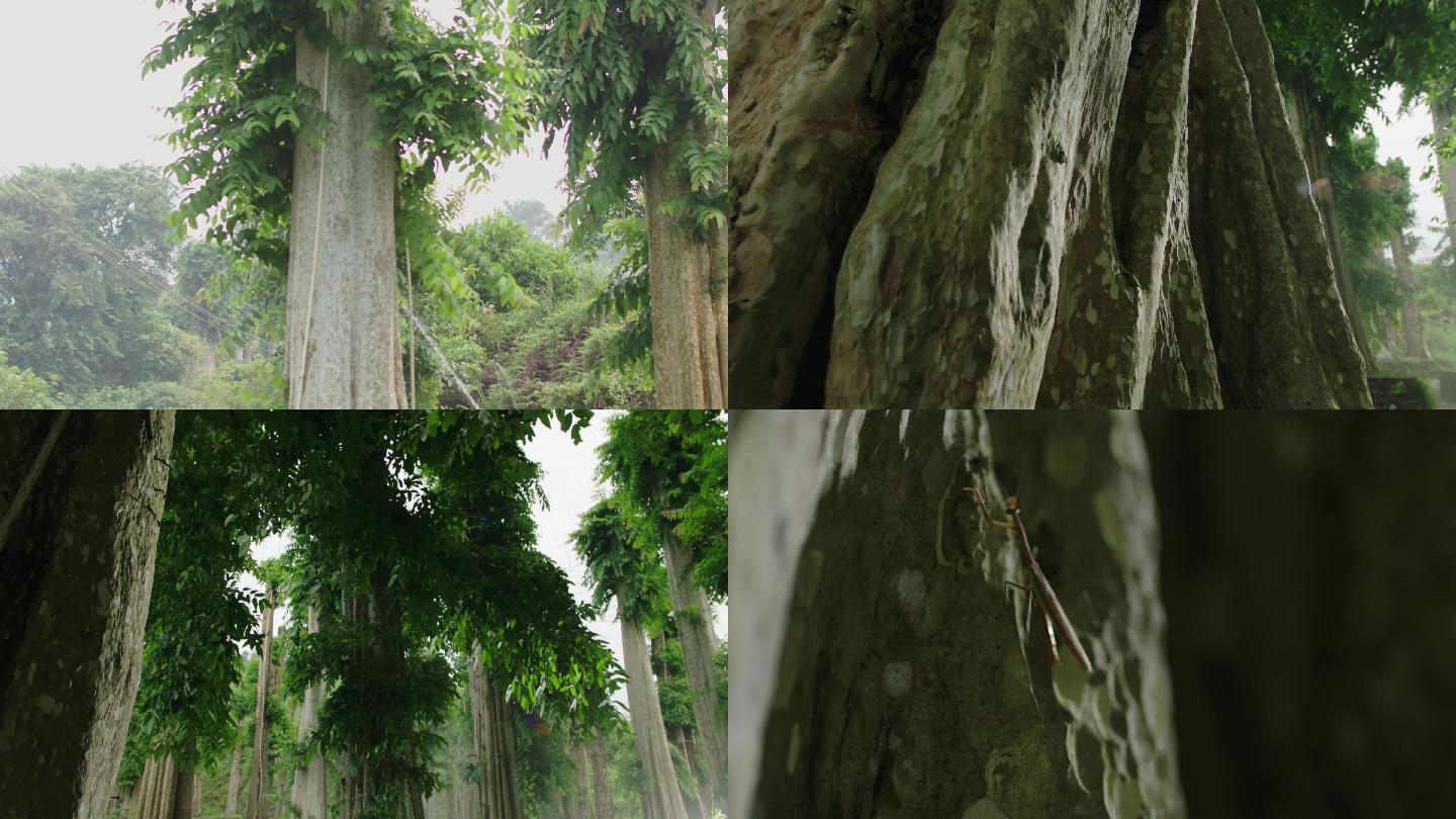 生态系统 原始森林 唯美震撼 千年古树