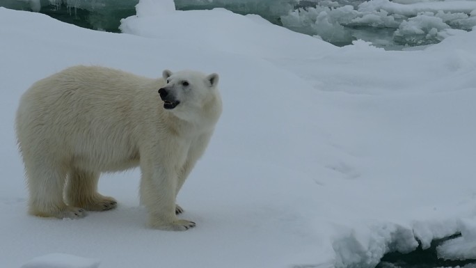 冰上北极熊冰川全球气候变暖生态环境