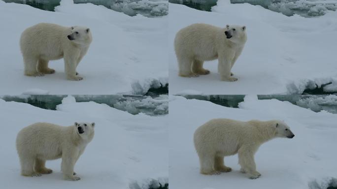 冰上北极熊冰川全球气候变暖生态环境