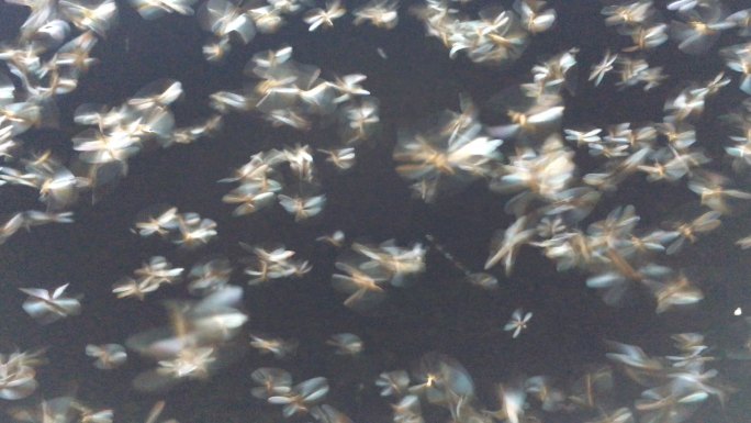 夜间飞行的白蚁飞翔密集