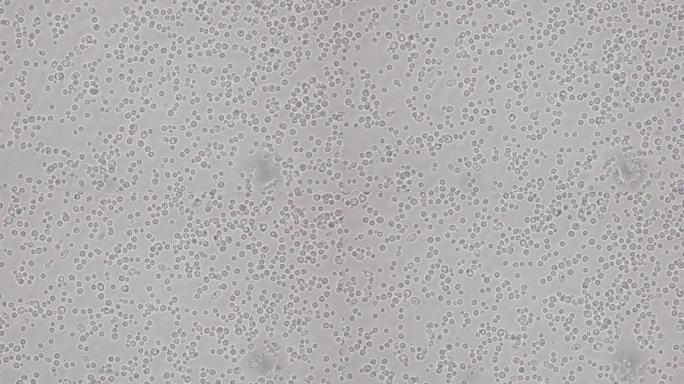 显微镜下的芽胞酵母细胞