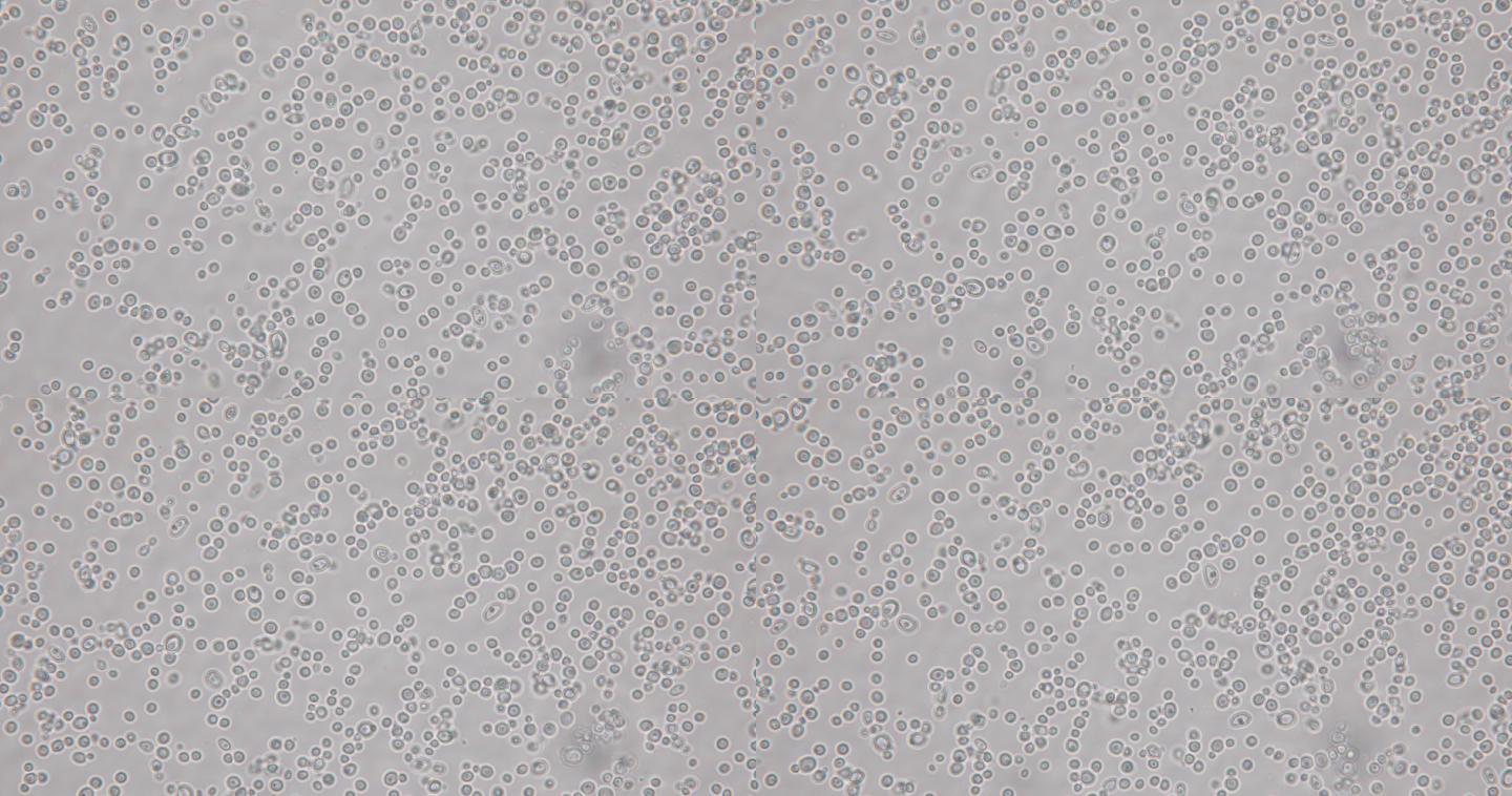 显微镜下的芽胞酵母细胞