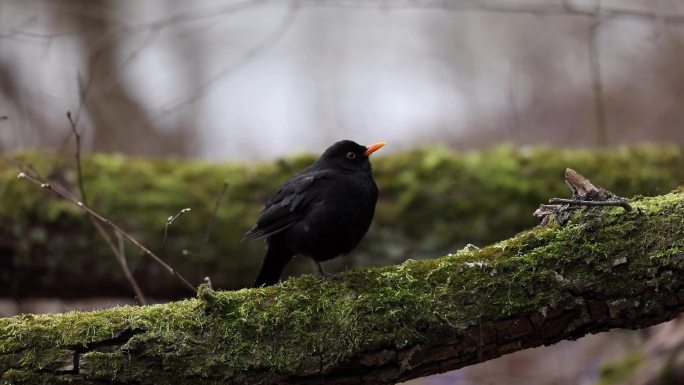 普通的黑鸟坐在树上。