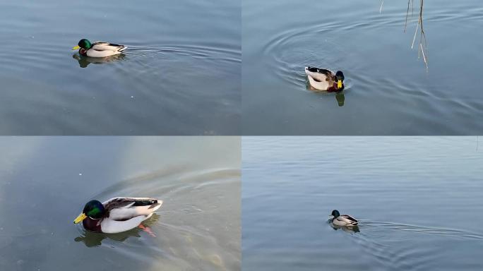 绿头鸭 鸟群 圆明园黑天鹅福海的天鹅