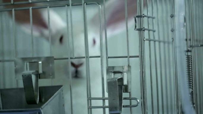 实验室里的兔子笼子