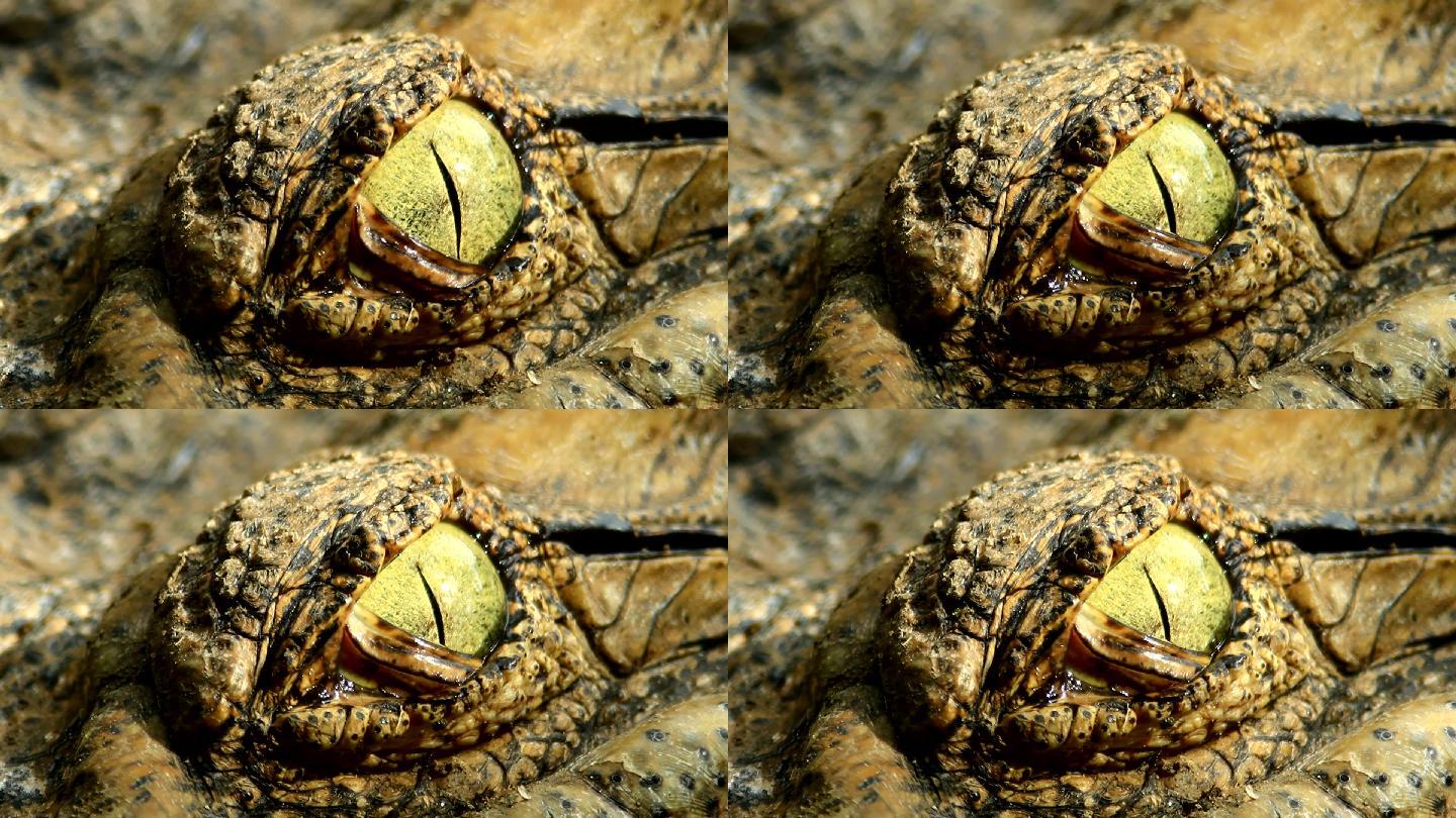 鳄鱼眼睁眼瞬间眼睛眼神两栖动物