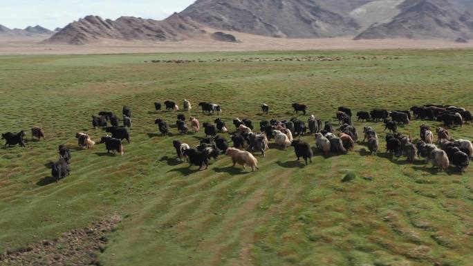 蒙古牧场上的一群牦牛