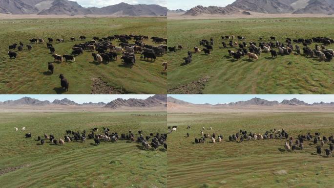 蒙古牧场上的一群牦牛
