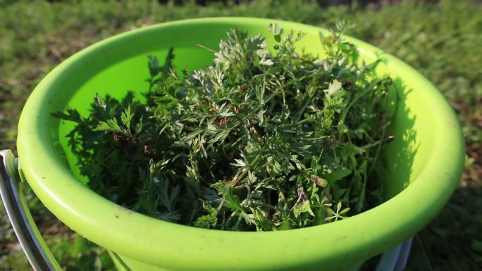 春天田野野菜野草艾草青清明果