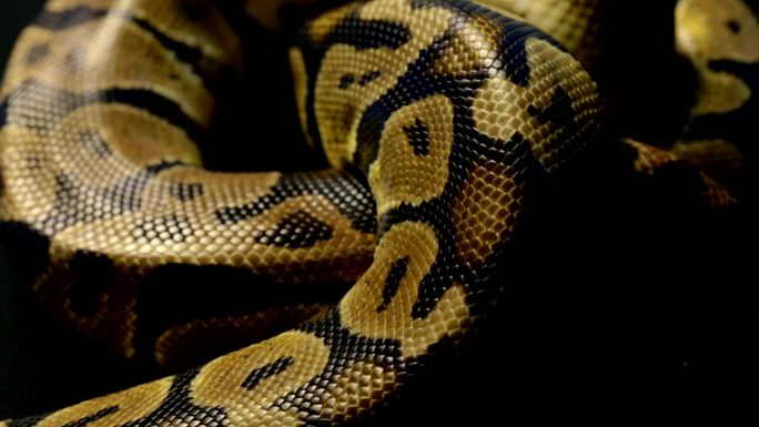 巨蟒蛇皮的纹理巨蟒蛇特写拍摄爬行动物宣传