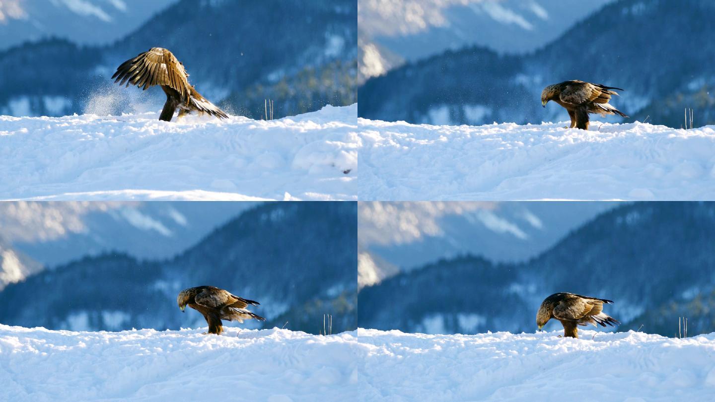金鹰在冬天降落在山顶的雪地上