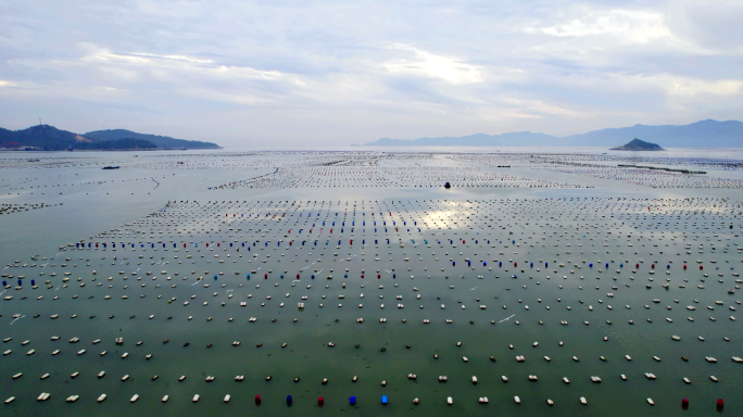 海洋牧场，海鸥翱翔，潮州市饶平县