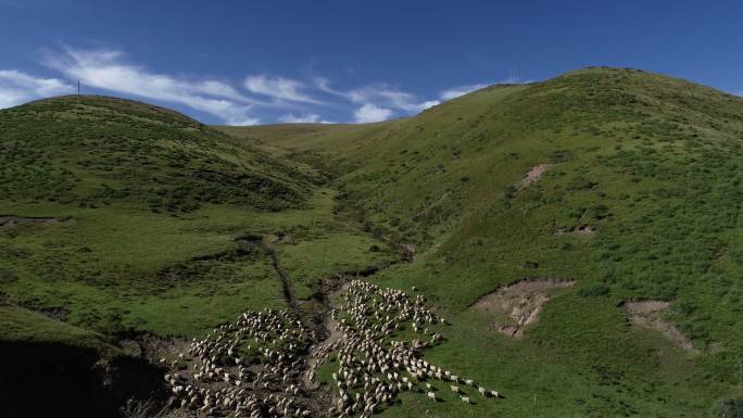 一群羊在草地上行走