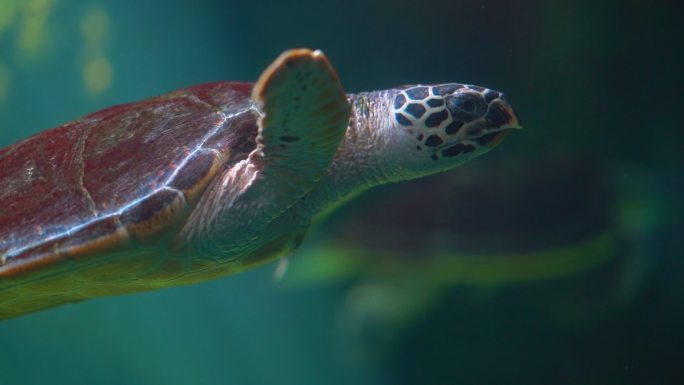 大海龟潜入水下海底世界海洋生物三亚潜水深