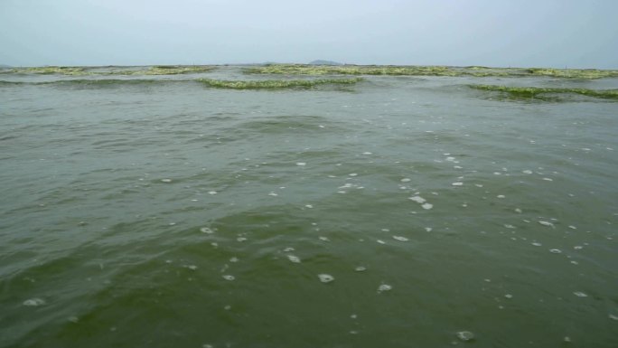 浮游生物大量繁殖现象