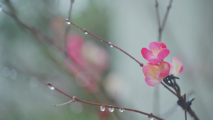 下雪天的红梅