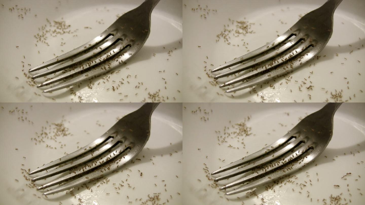 刀叉上的蚂蚁视频素材餐具危险餐巾纸蚂蚁群