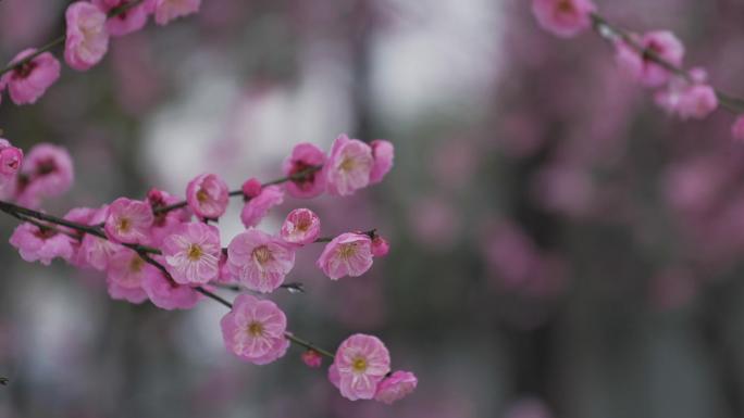 雪中梅花空镜素材