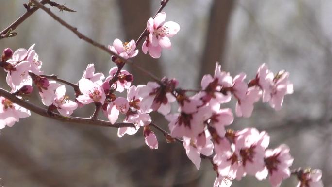 桃花春天的信息桃花源桃园桃花开了桃林