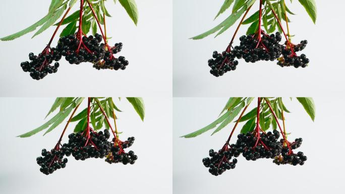 成熟的黑浆果。龙葵的果实拍视频特写镜头