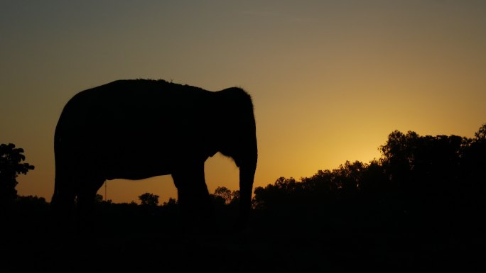 日落时森林里的亚洲象