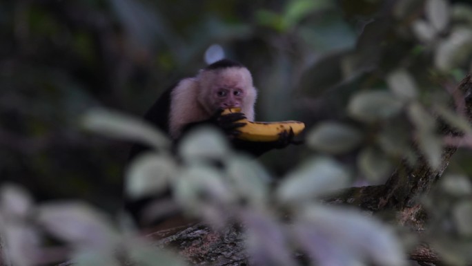 野生卷尾猴在树上吃东西
