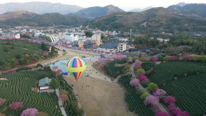 坐热气球赏樱花：爱飞翔热气球飘逸樱花园