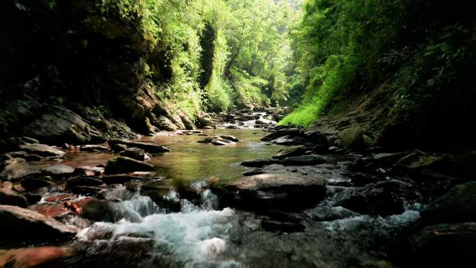 茂密森林的小溪山泉水源水流泉水